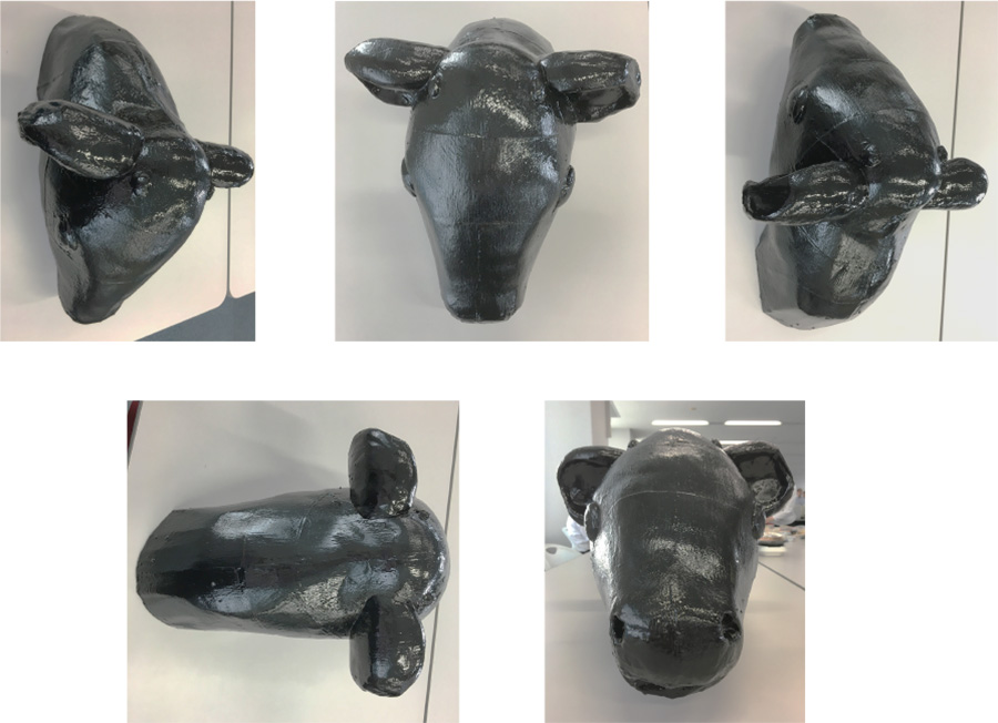 子牛頭部模型の写真