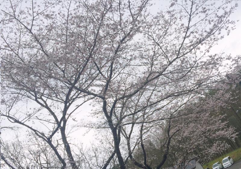 さつま町_桜